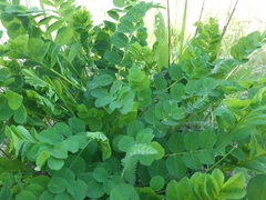 Astragalus glycyphyllos