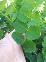Astragalus glycyphyllos
