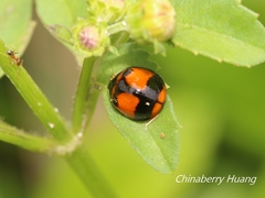 Coelophora biplagiata