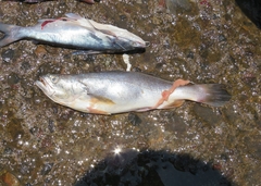 Pseudotolithus