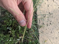 Chloris andropogonoides