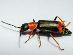 Cerapheles terminatus