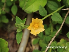 Sida rhombifolia insularis