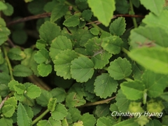Sida rhombifolia insularis