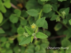 Sida rhombifolia insularis
