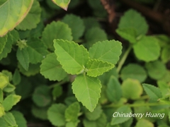 Sida rhombifolia insularis