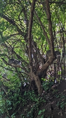 Dendrohyrax
