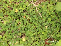 Sida rhombifolia insularis