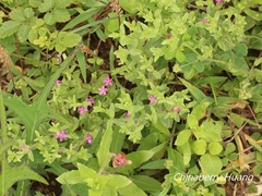 Centaurium japonicum