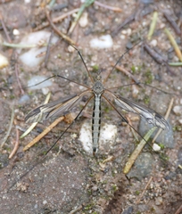 Tipula vittata