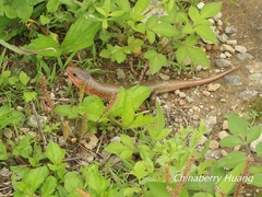 Plestiodon chinensis