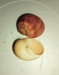 Natica unifasciata