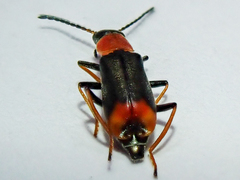 Cerapheles terminatus