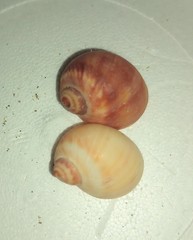 Natica unifasciata