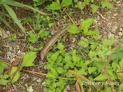 Plestiodon chinensis