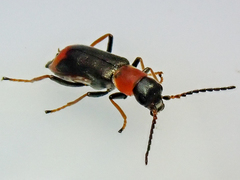 Cerapheles terminatus