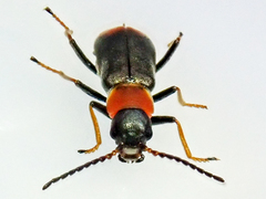 Cerapheles terminatus