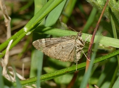 Chloroclysta siterata