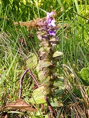 Ajuga pyramidalis