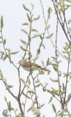 Phylloscopus trochilus