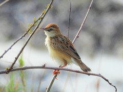 Cisticola juncidis