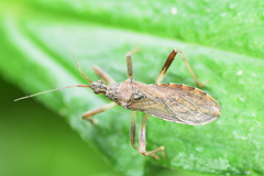 Lisarda rhypara