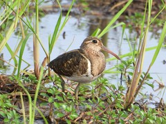 Rostratula benghalensis
