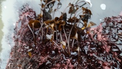 Laminaria setchellii