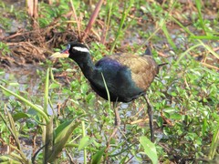 Metopidius indicus