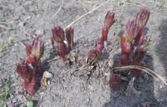 Paeonia anomala, photograph Виктория Билоус, CC BY, iNaturalist via GBIF