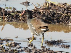 Gallinula chloropus