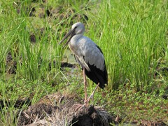 Anastomus oscitans