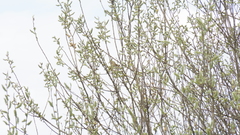 Phylloscopus trochilus