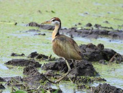 Metopidius indicus