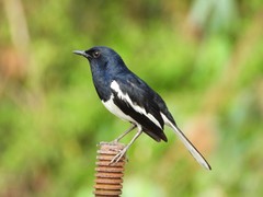Copsychus saularis