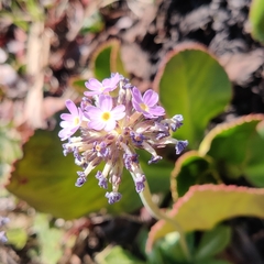 Primula denticulata