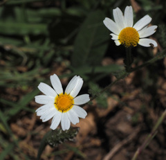 Cladanthus mixtus