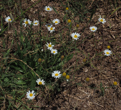 Cladanthus mixtus