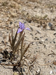 Moraea sisyrinchium