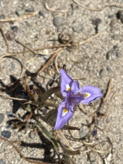 Moraea sisyrinchium