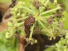 Graphosoma rubrolineatum