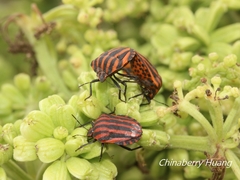 Graphosoma rubrolineatum