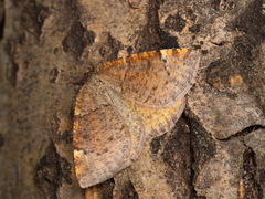 Epirranthis diversata