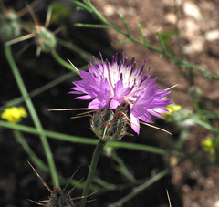 Centaurea crocodylium