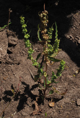 Rumex dentatus