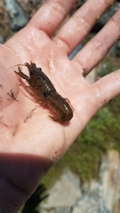 Procambarus seminolae