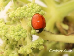 Coelophora biplagiata