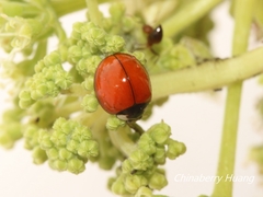 Coelophora biplagiata