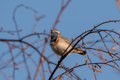 Luscinia svecica svecica
