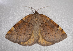 Epirranthis diversata